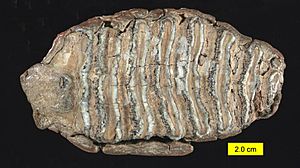Archivo:Mammuthus Tooth Surface Pleistocene Ohio