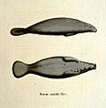 Manutus australis