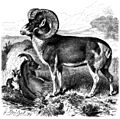 Marco polo sheep line drawing
