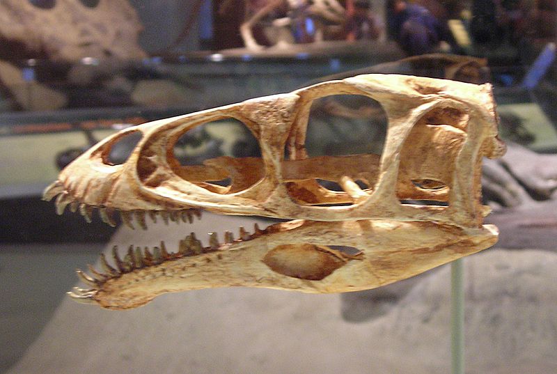 Masiakosaurus skull FMNH