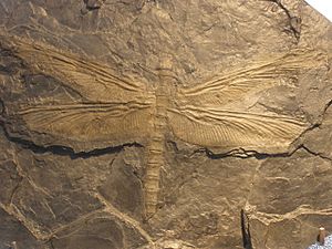 Archivo:Meganeura fossil
