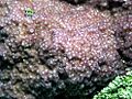 Montipora cf. hoffmeisteri