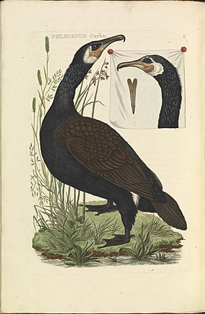 Archivo:Nederlandsche vogelen (KB) - Phalacrocorax carbo (088b)
