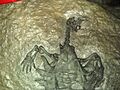 Odontochelys