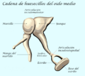 Oreilleinterne es