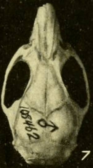 Archivo:Oryzomys cozumelae dorsal