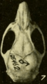 Oryzomys cozumelae dorsal