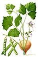 Pachyrhizus erosus Blanco2.249-cropped