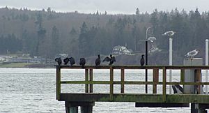 Archivo:Pelagic cormorants