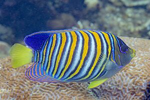 Archivo:Pez ángel real (Pygoplites diacanthus), Anilao, Filipinas, 2023-08-25, DD 225