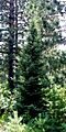 Picea mariana