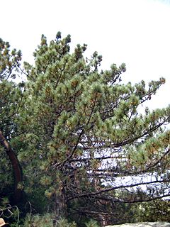 Archivo:Pinus coulteri Ice House Canyon