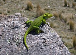 Pristidactylus achalensis 01.jpg