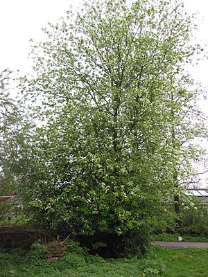 Archivo:Prunus padus Vogelkers