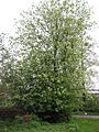 Prunus padus Vogelkers