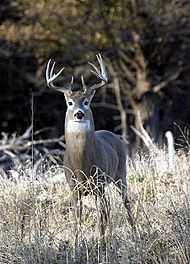 Archivo:Quivira-Whitetail-Buck