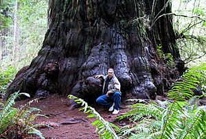Archivo:Redwood M D Vaden
