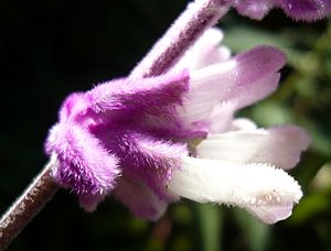 Salvia leucantha RJB3.JPG