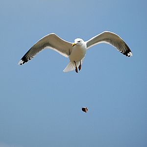 Archivo:Seagull dropping clam