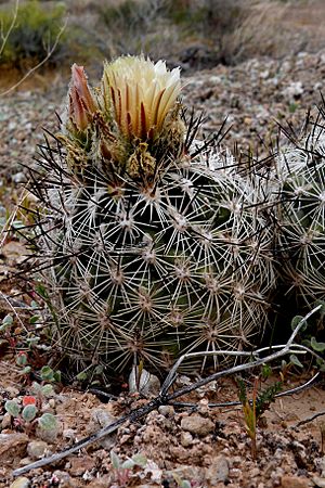 Archivo:Siler pincushion cactus (Pediocactus sileri) (6307401470)