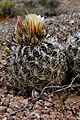 Siler pincushion cactus (Pediocactus sileri) (6307401470)