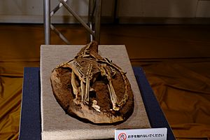 Archivo:Sinornithoides fossil