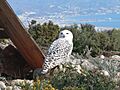 Snowy Owl (154726178)