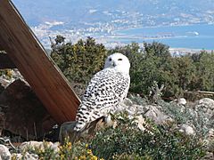 Archivo:Snowy Owl (154726178)