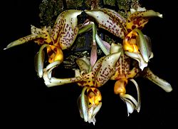 Archivo:Stanhopea shuttleworthii Orchi 2012-07-13 161