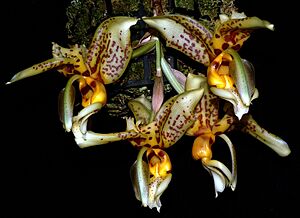 Archivo:Stanhopea shuttleworthii Orchi 2012-07-13 161