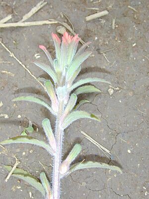Archivo:Starr 020925-0057 Castilleja arvensis