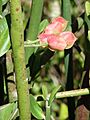 Starr 071024-9812 Pedilanthus bracteatus