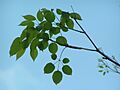 Tabebuia impetiginosa hojas