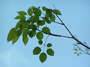 Archivo:Tabebuia impetiginosa hojas