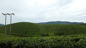 Archivo:Tea and coffee plantations