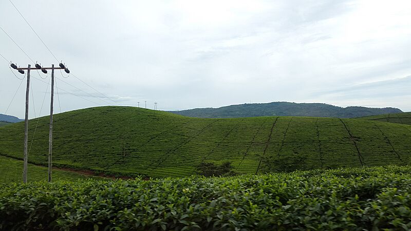 Tea and coffee plantations