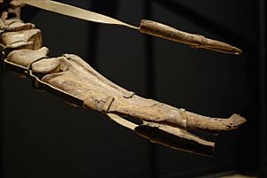Archivo:Therizinosaurus claws lateral