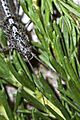 Timema sp. - walking stick insect