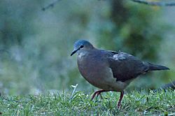 Tolima Dove.jpg