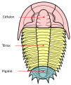 Trilobite sections-es