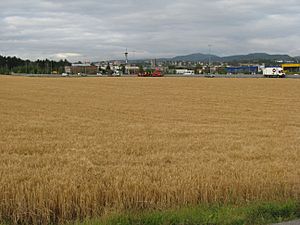 Archivo:Trondheim-grainfield-tungasletta