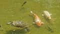 Turtle and koi