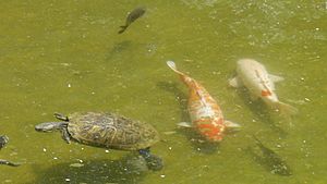 Archivo:Turtle and koi