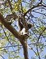 Van der Decken's Sifaka in Namoroka