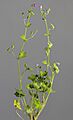 (MHNT) Geranium molle - Habit