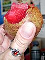 030815 pluot