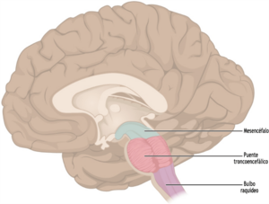 Archivo:1311 Brain Stem-es
