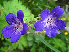 1489 - Nationalpark Hohe Tauern - Flowers