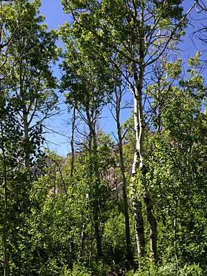 Archivo:2014-06-23 14 53 13 Aspens along the Changing Canyon Nature Trail in Lamoille Canyon, Nevada