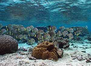 Archivo:A. guttatus NPS GOV